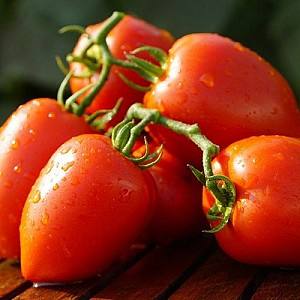 Семена помидор Clause Дино F1