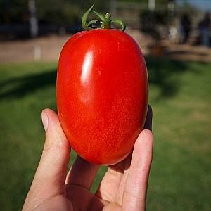 Seminte de rosii Hazera Galilea F1