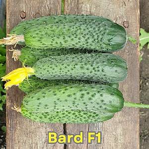 Семена огурца Nongwoo Bio Bard F1