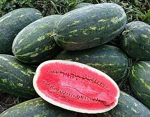 Seminte de pepene verde Clause Explorer F1