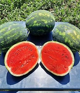 Seminte de pepene verde Hazera Sherkan F1