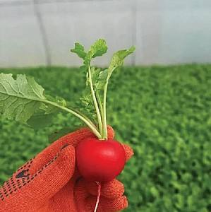 Seminte de ridichie Kitano Seeds KS 1297 F1