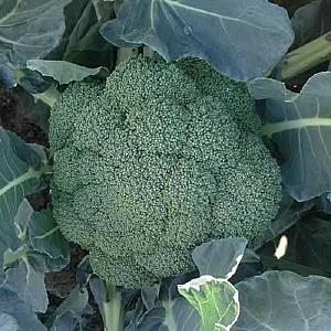 Seminte de broccoli Clause Principe F1