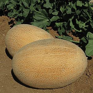 Seminte de pepene galben Clause Maradona F1