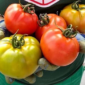 Seminte de rosii Clause Luigi F1