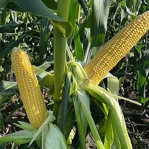 Seminte de porumb Clause Kamuk F1