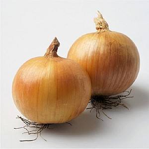 Семена лука Clause Aurora F1