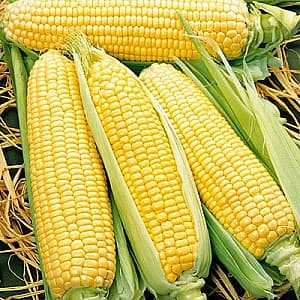 Семена кукурузы Syngeta Спирит F1