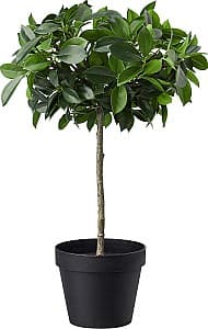 Flori artificiale IKEA Fejka interior/exterior 12cm Ficus Benjamina/Exotica Tulpina