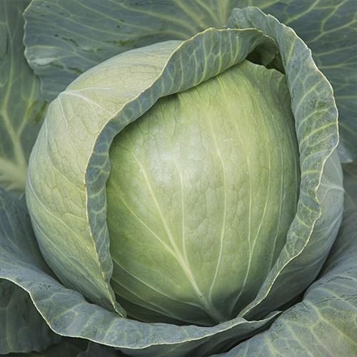 Seminte de varza alba Kitano Seeds KS 29 F1