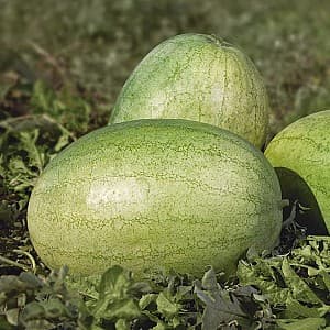 Семена арбуза Kitano Seeds КС 1819 F1