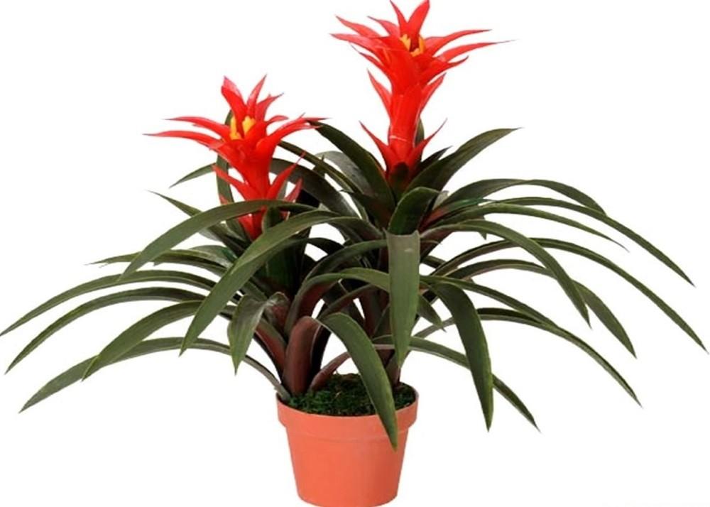 Искусственные цветы OEM/ODM Guimania 60cm Green/Red