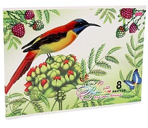 Album New World Colibri (811-8-70A)