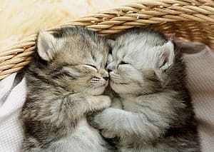 Пазлы Educa 500 Sweet Kittens (19004)