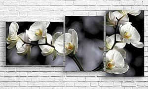 Tablou multicanvas Art.Desig Orhidee albă pe un fundal întunecat