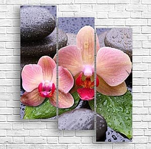Tablou multicanvas Art.Desig Orhidee pe fundal închis și picături de rouă_3