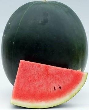 Seminte de pepene verde Known-You Seed Bright Duchess F1