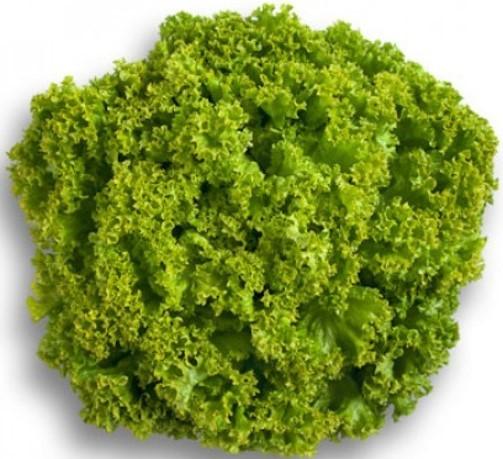 Seminte de salata Rijk Zwaan Locarno RZ