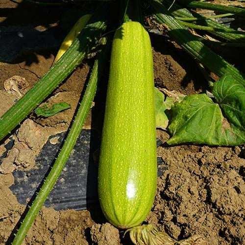 Seminte de dovlecel Kitano Seeds YAZUMA F1