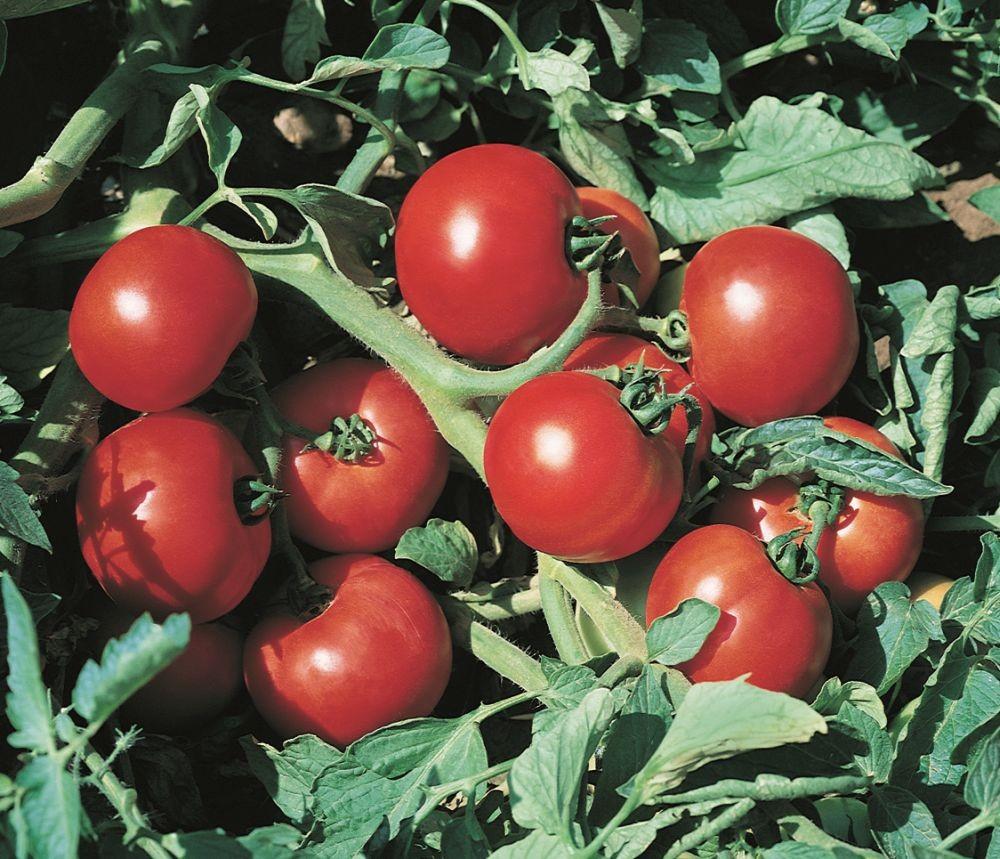 Семена помидор Vilmorin Ольга F1