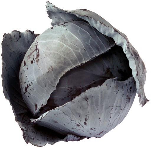 Seminte de varza rosie Rijk Zwaan Futurima F1