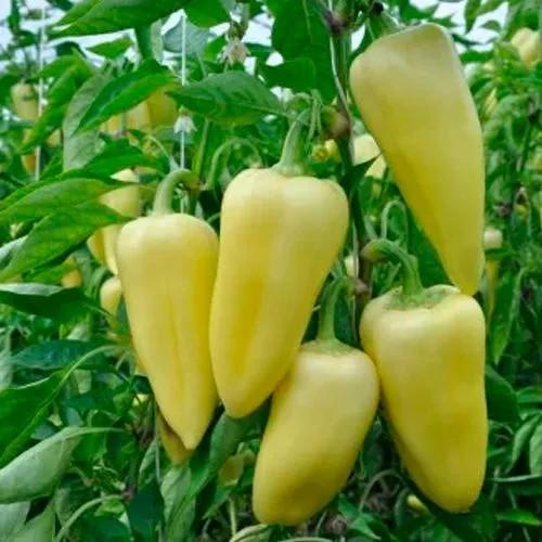 Seminte de ardei Rijk Zwaan Snowwhite F1