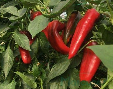 Seminte de ardei Rijk Zwaan Vitalica F1