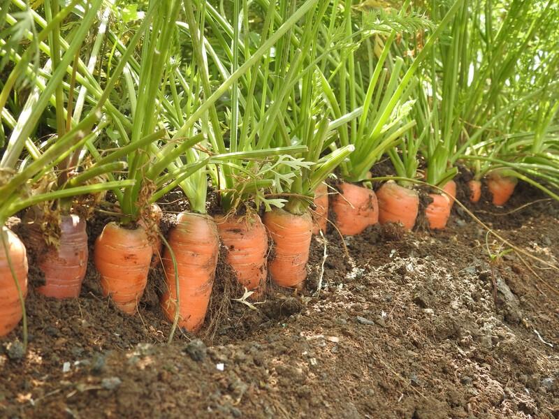 Seminte de morcov Rijk Zwaan Monanta RZ