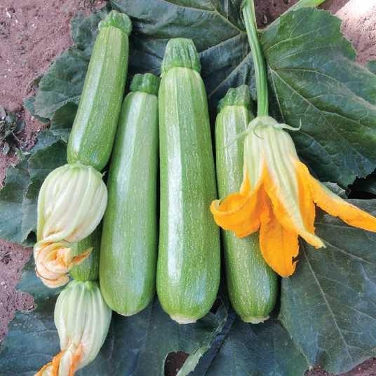 Seminte de dovlecel Nongwoo Bio Bahia F1