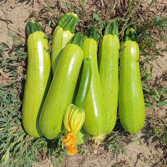 Seminte de dovlecel Nongwoo Bio NWSQ1792 F1