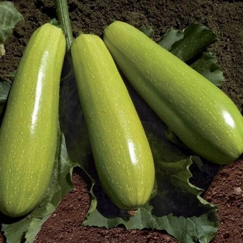 Seminte de dovlecel Clause Yasna F1