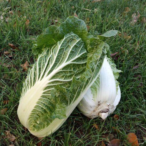 Seminte de varza chinezeasca Nongwoo Bio Anaco F1