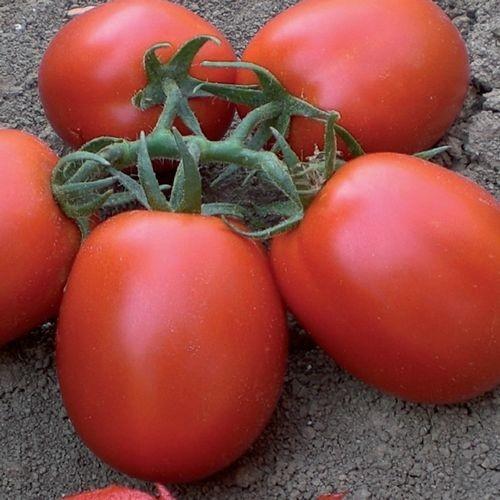 Seminte de rosii Clause Rawan F1