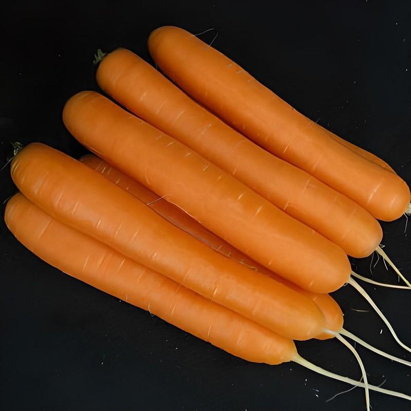 Seminte de morcov Clause Santorin F1