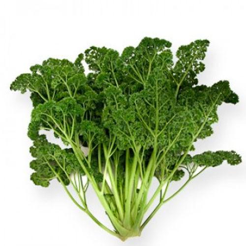 Seminte Rijk Zwaan Rina RZ