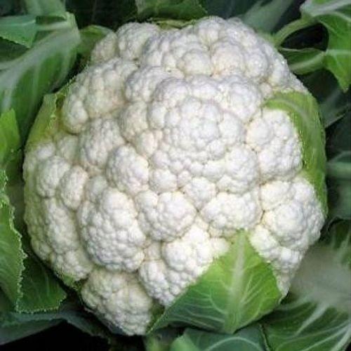 Seminte de conopida Hazera Ferrara F1