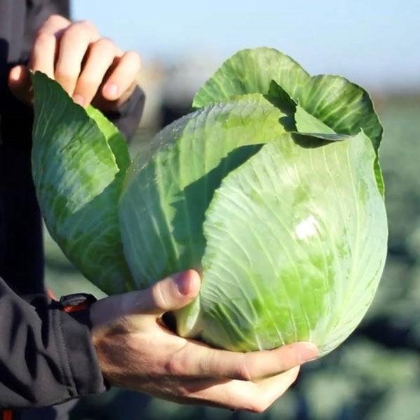 Seminte de varza alba Hazera Zoltan F1