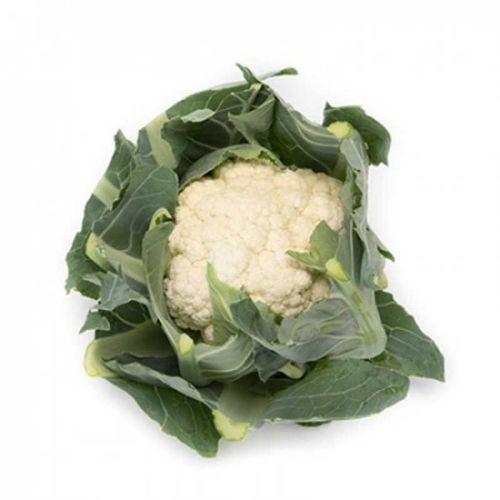 Seminte de conopida Rijk Zwaan Arienzo F1