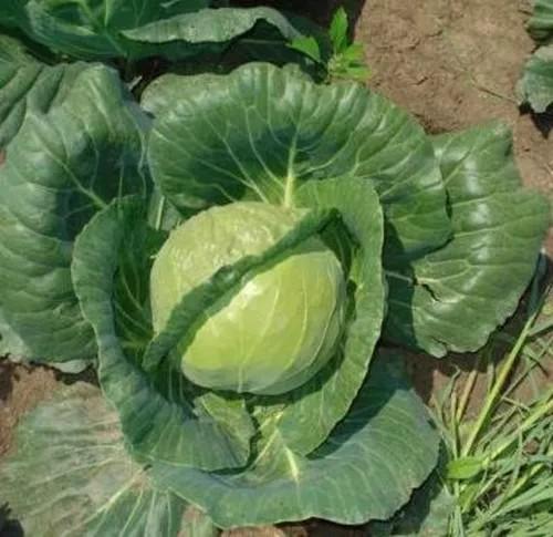 Seminte de varza alba Rijk Zwaan Adema F1