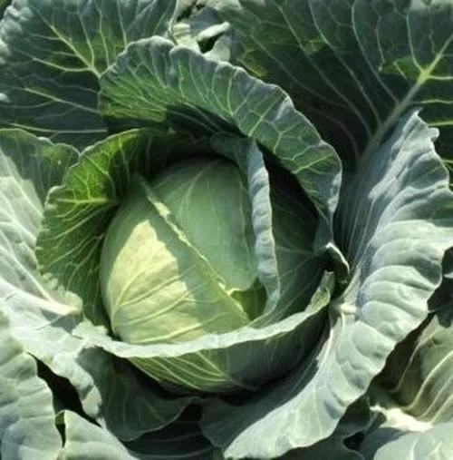 Seminte de varza alba Rijk Zwaan Cilema F1