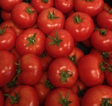 Seminte de rosii Rijk Zwaan Vasanta F1