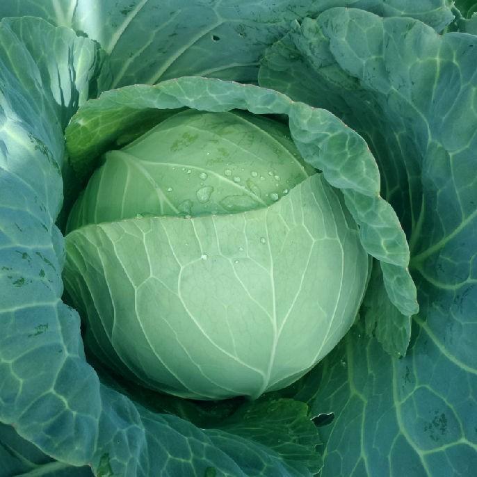 Seminte de varza alba Nongwoo Bio Polka F1