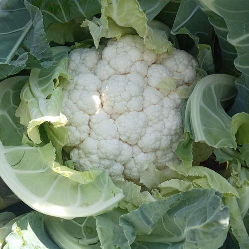 Seminte de conopida Nongwoo Bio Bianca F1