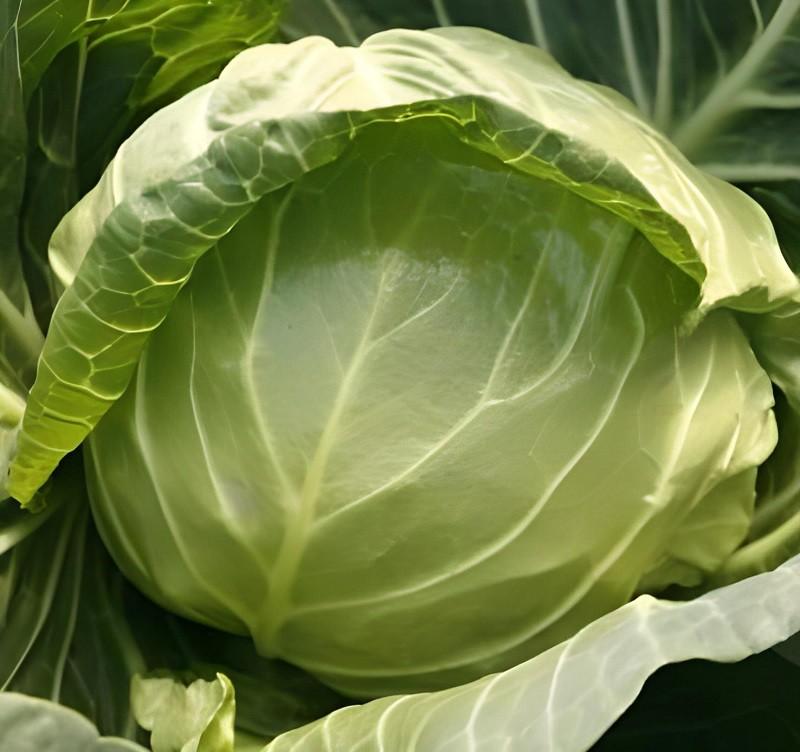 Seminte de varza alba Rijk Zwaan Pushma F1