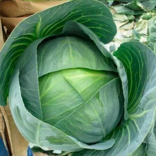 Seminte de varza alba Rijk Zwaan Korsuma F