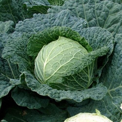 Seminte de varza creata Rijk Zwaan Estrema F1