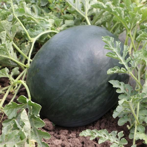 Seminte de pepene verde Kitano Seeds KS 160 F1