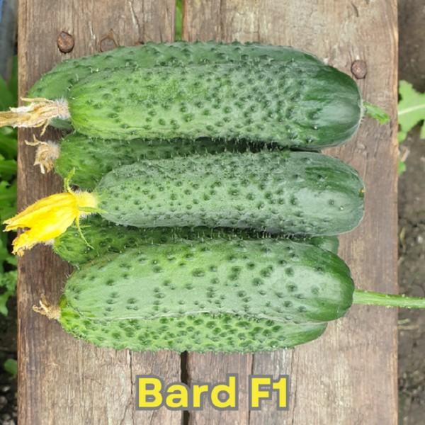 Seminte de castraveti Nongwoo Bio Bard F1