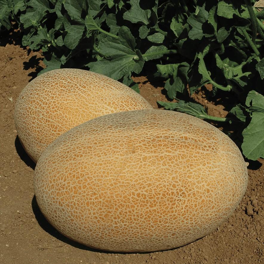 Seminte de pepene galben Clause Maradona F1