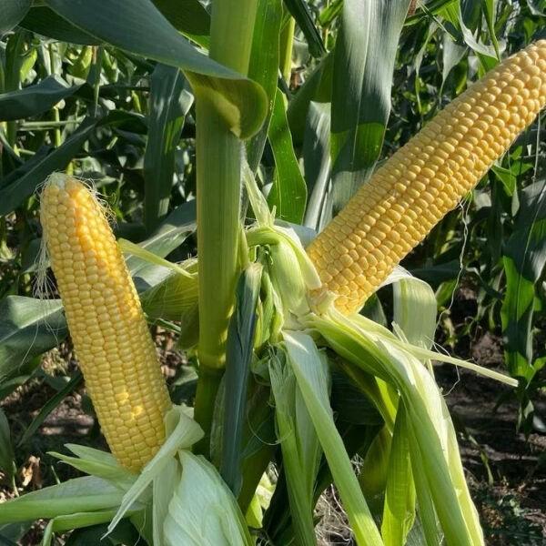 Seminte de porumb Clause Kamuk F1